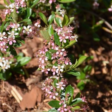 Aronia, Black Chokeberry 'Ground Hog™'