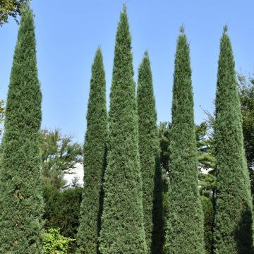 Juniperus, Virginian Juniper 'Taylor' (Large Sizes)