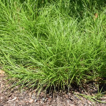 Carex, Bicknell's Sedge 'Minnesota Native'