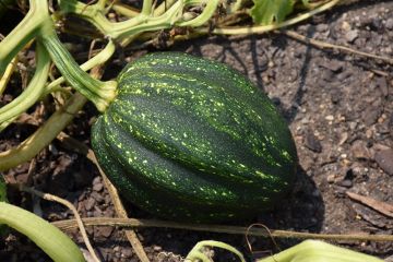 Squash (Winter), Acorn