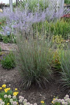 Schizachyrium, Little Bluestem 'Smoke Signal'