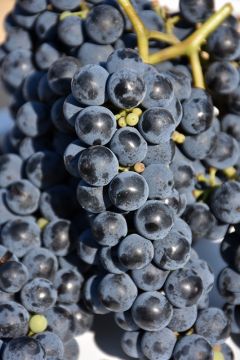 Vitis, Red Grape 'Marquette'