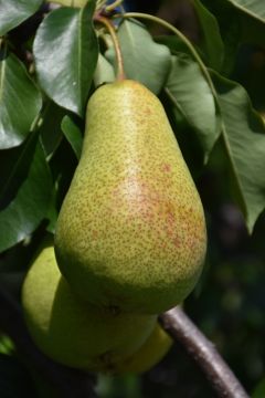 Pyrus, Pear 'Patten'