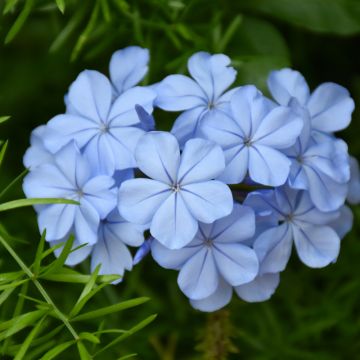 Plumbago, Royal Cape®