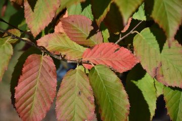 Carpinus, Blue Beech 'Fire King™' (Large)