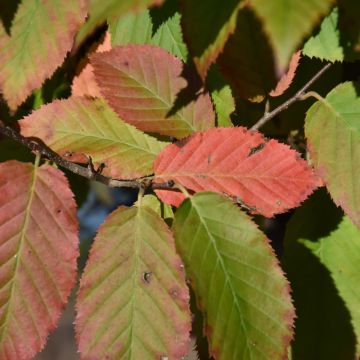 Carpinus, Blue Beech 'Fire King™' (Large Sizes)