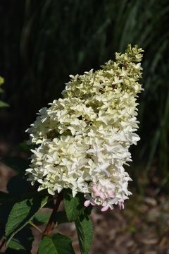 Hydrangea Tree, Panicle 'First Editions® Berry White®' (Large)