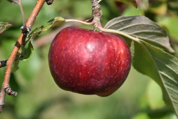 Malus, Fruiting Apple 'Frostbite™'