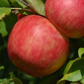 Malus, Fruiting Apple 'Haralson' (Large Sizes)