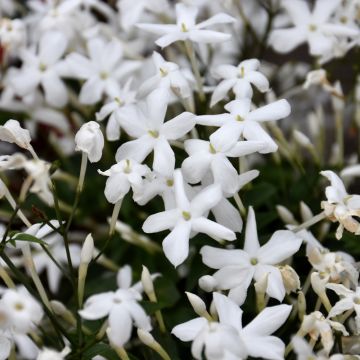 Jasminum Officinale 'Common Jasmine'