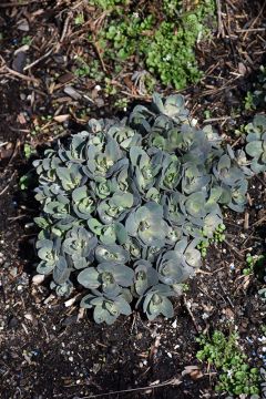 Sedum, Stonecrop 'Dynomite'