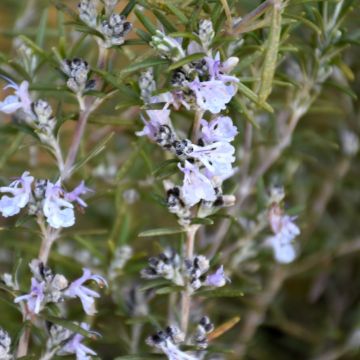 Rosemary, Tuscan Blue