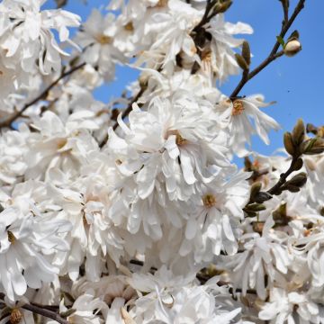 Magnolia, Star Magnolia 'Royal Star' (Large Sizes)