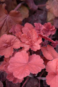 Heuchera, Red Leaf Coral Bells 'Northern Exposure™ Red'