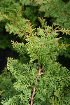 Chamaecyparis, Fernspray Falsecypress 'Jade Waves™'