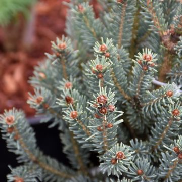 Picea, White Spruce 'Blue Teardrop'