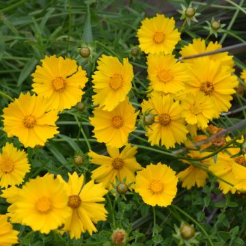 Coreopsis, Lanceleaf Tickseed 'Minnesota Native'