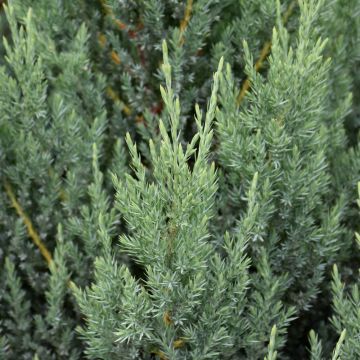 Juniperus, Chinese Juniper 'Blue Point' (Large Sizes)