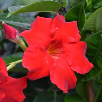 Mandevilla, 'Red'