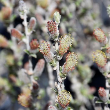 Salix, Sage Leaved Willow 'First Editions® Iceberg Alley®'