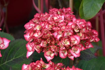 Hydrangea, Bigleaf 'Kimono™'