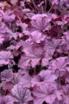 Heuchera, Purple Leaf Coral Bells 'Grande™ Amethyst'