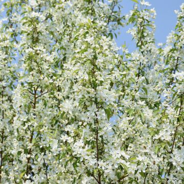 Malus, Flowering Crabapple 'Starlite®' (Large Sizes)