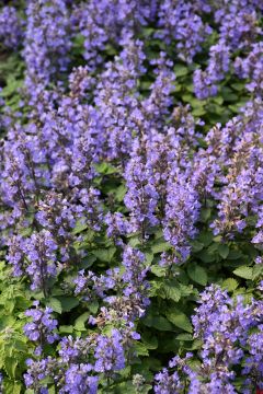 Nepeta, Cat's Meow Catmint 'Purrsian Blue'