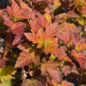 Physocarpus, Ninebark 'First Editions® Amber Jubilee™'