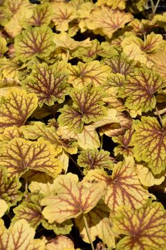 Heuchera, Bicolor Leaf Coral Bells 'Red Lightning'