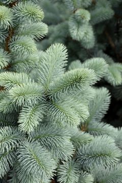 Picea, Colorado Spruce 'Hoopsii Blue'