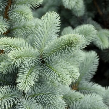 Picea, Colorado Blue Spruce 'Hoopsi' (Large Sizes)