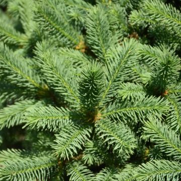 Picea, Meyers Spruce (Large Sizes)