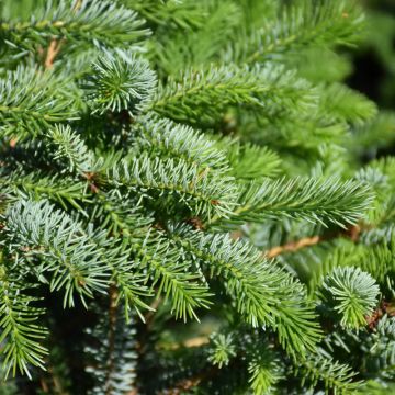 Picea, Serbian Spruce 'Silver Blue' (Large Sizes)