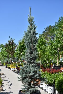 Picea, Colorado Spruce 'Blue Totem' (Large)