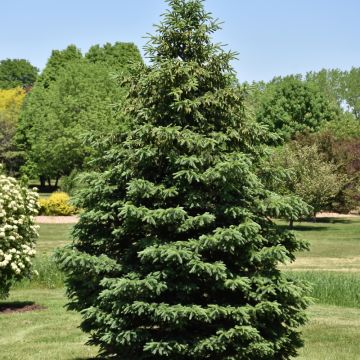 Picea, White Spruce 'Black Hills' (Large Sizes)