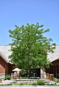 Gleditsia, Thornless Honeylocust 'Skyline®'