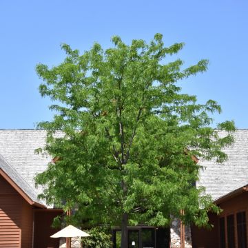 Gleditsia, Thornless Honeylocust 'Skyline®' (Large Sizes)