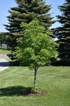 Aesculus, Hybrid Buckeye 'Homestead' (Large)