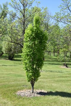 Celtis, Common Hackberry 'Prairie Sentinel®' (Large)