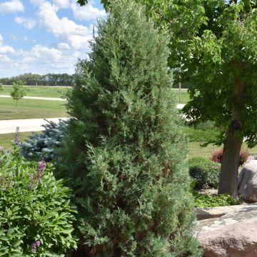 Juniperus, Rocky Mountain Juniper 'Medora' (Large Sizes)