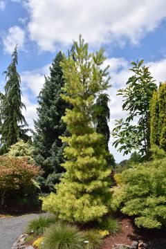 Pinus, Eastern White Pine 'Louie' (Large)