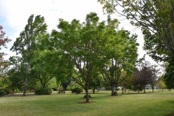 Phellodendron, Cork Tree 'Eye Stopper™' (Large)