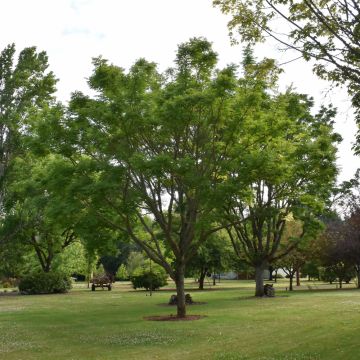 Phellodendron, Cork Tree 'Eye Stopper™' (Large Sizes)