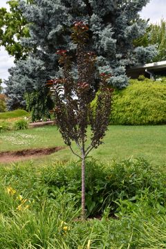 Malus, Flowering Crabapple 'Raspberry Spear™' (Large)