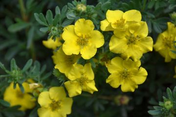 Potentilla, Shrubby Cinquefoil 'Cheesehead™'