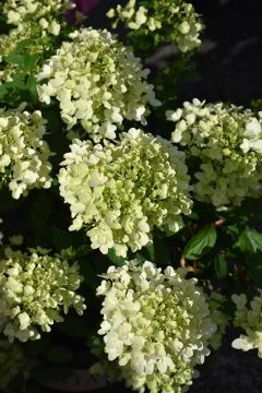 Hydrangea, Panicle 'Candy Apple™'