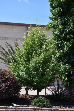 Ginkgo, 'Goldspire™' (Large)