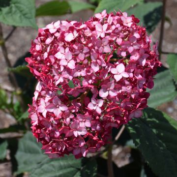 Hydrangea, Smooth 'Invincibelle® Ruby'