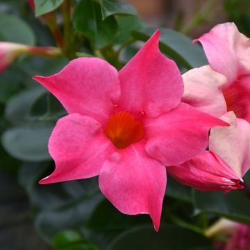 Mandevilla, 'Pink'